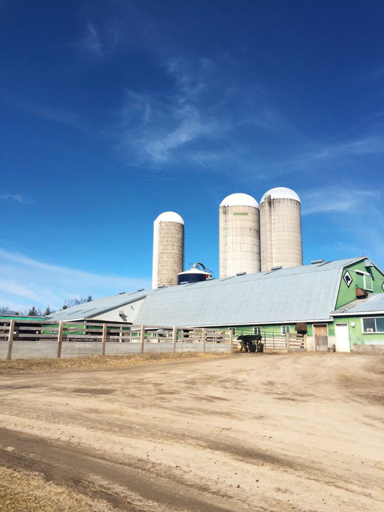Ontario milk production at Sheldon Creek